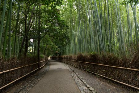 Bamboo grove at Arashiyamaの写真素材