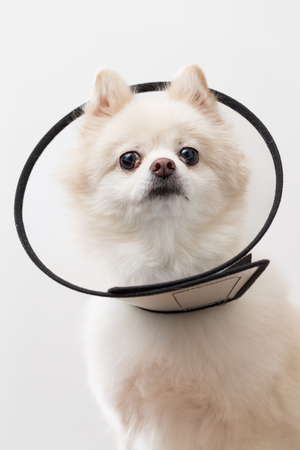 White Pomeranian with protective lampshade の写真素材