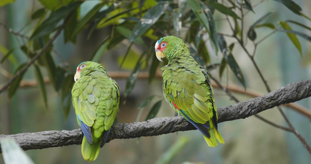 Pair green macaw の写真素材
