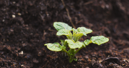 Planting a new plant の写真素材