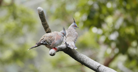 Pair of crested pigeon 
