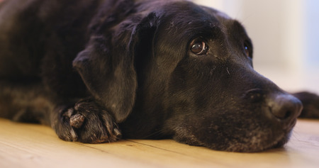 Black Labrador Retriever lying down on floor の写真素材