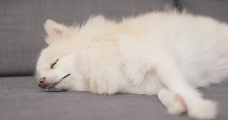 Cute Pomeranian dog sleeping on sofa の写真素材