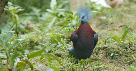 Maroon breasted Crowned Pigeon の写真素材