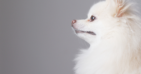 Side profile of Pomeranian dog の写真素材