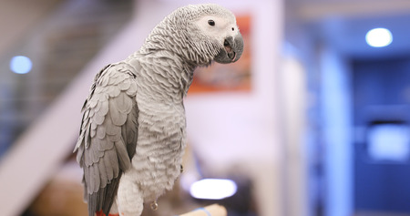 Beautiful African grey parrot の写真素材
