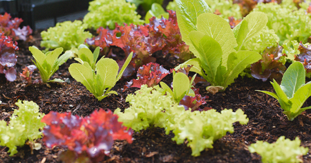 Fresh lettuce in garden の写真素材