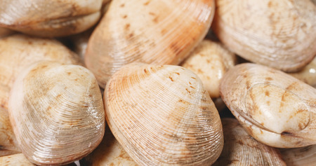 Fresh uncooked clam seafood