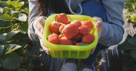 Woman holding strawberry harvest in field の写真素材