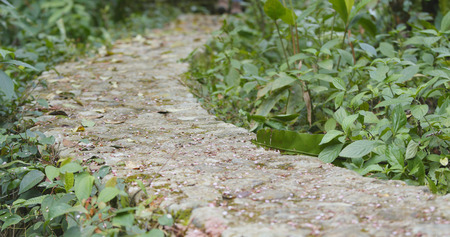 Tropical forest and walking path 