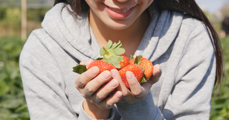 Woman holding harvest of strawberry field の写真素材