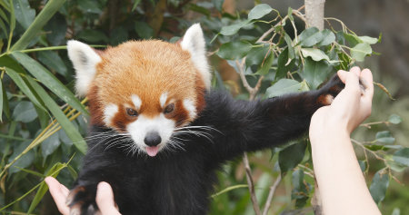 Ocean Park, Hong Kong, 09 December 2017:-Red panda giving hand to trainer のeditorial素材