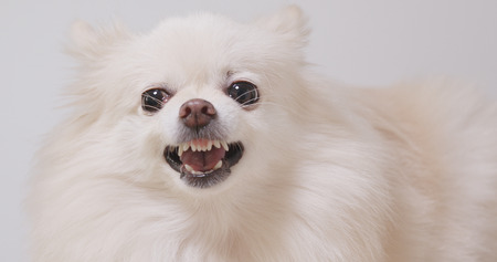 Angry Pomeranian dog の写真素材