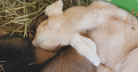 Baby goat in the farm sleeping on straw の写真素材