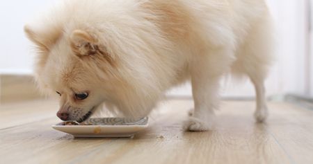 Feeding Pomeranian dog at home の写真素材