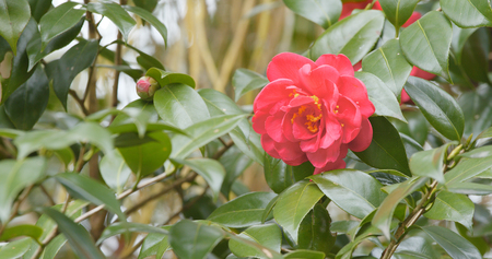 Camellia in red の写真素材
