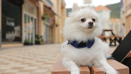 Dog going out の写真素材