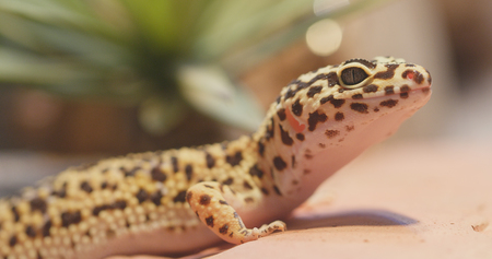 Spotted leopard Gecko の写真素材