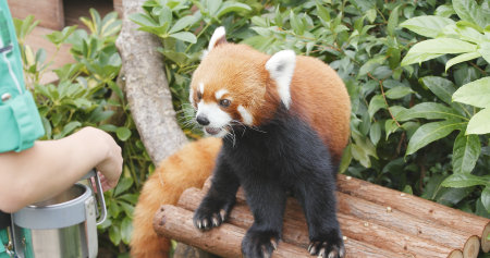 Ocean Park, Hong Kong, 09 December 2017:-Red panda waiting for trainer giving treat のeditorial素材