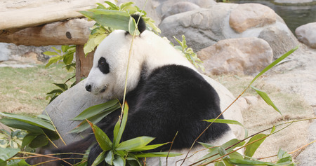 Panda eating bamboo の写真素材