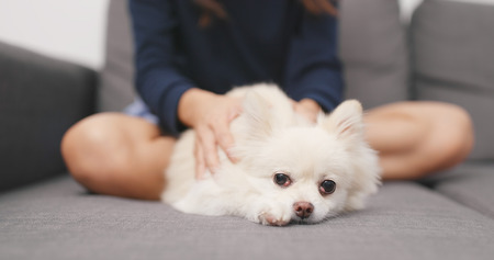 Woman massaging on her Pomeranian dog on sofaの写真素材