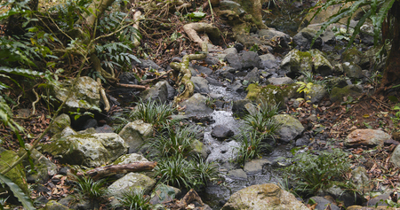 Water stream in forest 