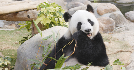 Panda eating bamboo の写真素材
