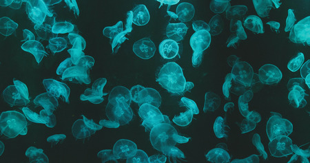 Jellyfish with green light