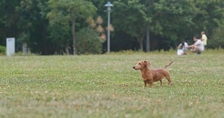 Female Dachshund dog playing in grass at city parkの写真素材