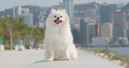 Cute Pomeranian dog smiling at outdoor parkの写真素材