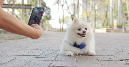 Woman taking photo on her dog at parkの写真素材