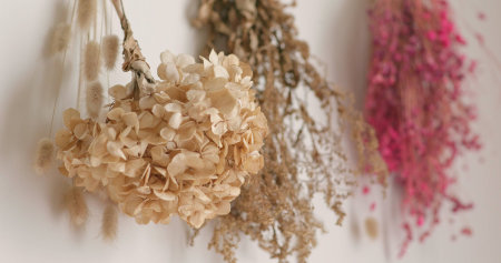 Dry flower of decoration