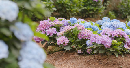 Hydrangea flower gardenの写真素材
