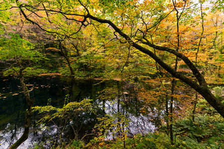 Lake and forest in autumnの写真素材