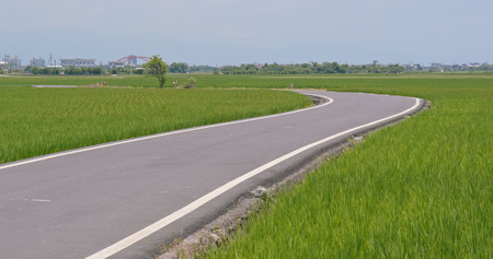 Road between paddy rice fieldの写真素材