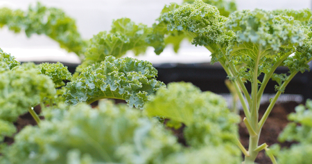 Fresh new kale farm in garden