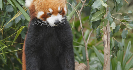 Red panda standing