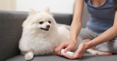 Pet owner checking the hand of her dogの写真素材