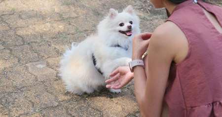 Pomeranian dog waiting for snack at outdoorの写真素材