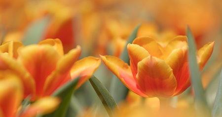 Beautiful purple tulip farmの写真素材