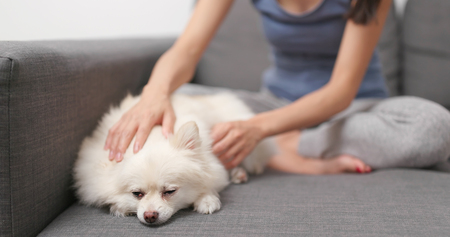 Woman touching on her dog and sitting on sofaの写真素材