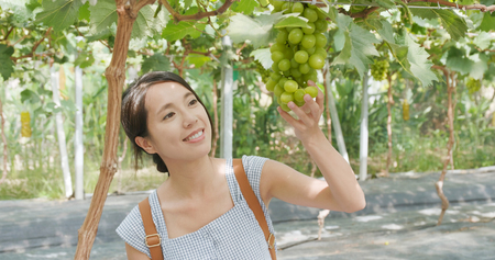 Woman finding a ripe green grape tourist farmの写真素材