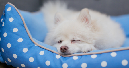 Pomeranian dog sleeping on bedの写真素材