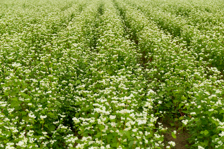 Beautiful flower field