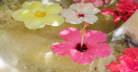 Hibiscus flower for decoration in okinawa resortの写真素材