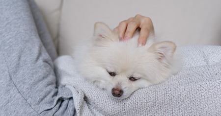 Sleep white pomeranian with pet owner cuddleの写真素材