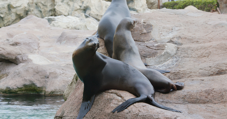 Sea lion lying on the rockの写真素材