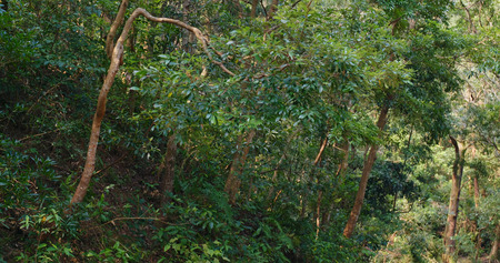 Forest in spring