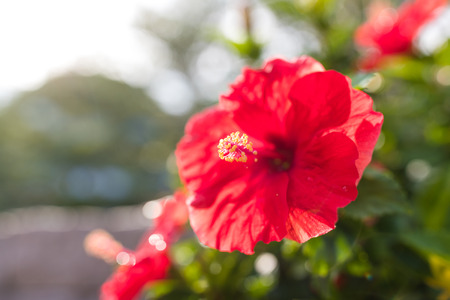 Hibiscus in Okinawaの写真素材