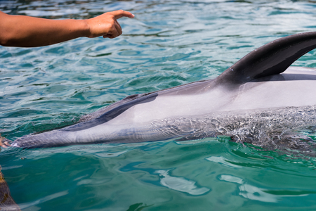 Dolphin listen to command in the poolの写真素材